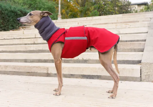 WHIPPET WINTER DOG COAT   NECK WARMER / MADE TO ORDER